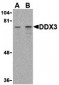 DDX3 Antibody